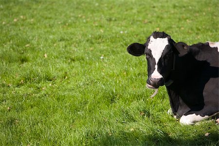 Dutch cow in the meadow Stock Photo - Budget Royalty-Free & Subscription, Code: 400-05267836