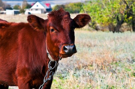 simsearch:400-04638918,k - The calf eats hay in a meadow Photographie de stock - Aubaine LD & Abonnement, Code: 400-05267993
