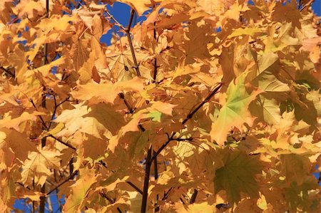 simsearch:400-05348075,k - Autumn. Yellowed maple leaves against the blue sky. Photographie de stock - Aubaine LD & Abonnement, Code: 400-05268233