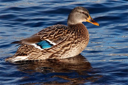 Shot of the wild duck - mallard Stock Photo - Budget Royalty-Free & Subscription, Code: 400-05268266