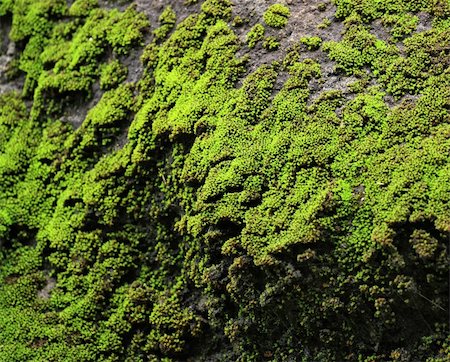 moss on rock Stock Photo - Budget Royalty-Free & Subscription, Code: 400-05268379