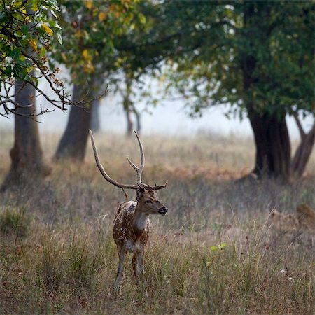 simsearch:400-07055666,k - Male Axis or Spotted Deer (Axis axis) INDIA Kanha National Park Fotografie stock - Microstock e Abbonamento, Codice: 400-05268403