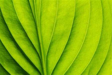 Texture of a green leaf as background Stock Photo - Budget Royalty-Free & Subscription, Code: 400-05268487