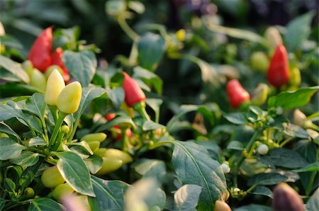 Red and yellow  chili pepper growing on a plant Foto de stock - Super Valor sin royalties y Suscripción, Código: 400-05268524