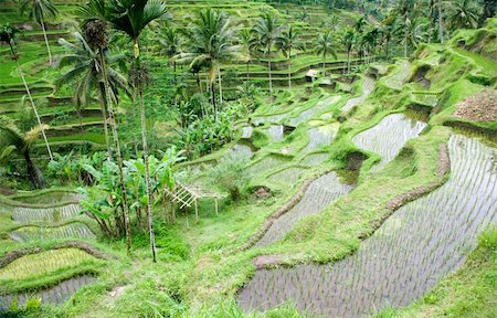 Rice paddies near Ubud in Bali, Indonesia Stock Photo - Budget Royalty-Free & Subscription, Code: 400-05268603