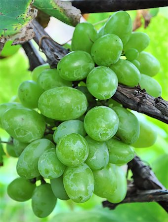 simsearch:400-04478608,k - Healthy grapes in vineyard Stock Photo - Budget Royalty-Free & Subscription, Code: 400-05268764