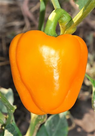 simsearch:400-04393618,k - sweet tasty orange pepper Foto de stock - Royalty-Free Super Valor e Assinatura, Número: 400-05268765