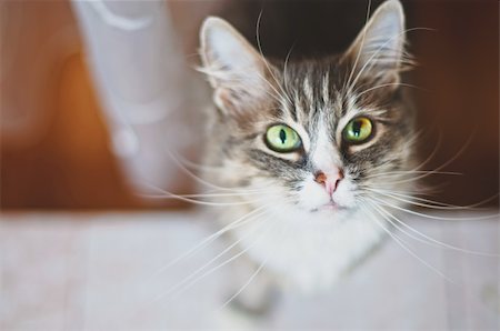 shivanetua (artist) - Cute cate. Shallow depth of field, focus on the kittens nose and whiskers Fotografie stock - Microstock e Abbonamento, Codice: 400-05268927