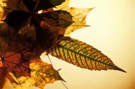 shantishanti (artist) - maple autumn leaves Stockbilder - Microstock & Abonnement, Bildnummer: 400-05269037