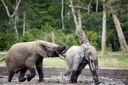 simsearch:400-06062920,k - Attack of an elephant. The African Forest Elephant (Loxodonta cyclotis) is a forest dwelling elephant of the Congo Basin. Foto de stock - Super Valor sin royalties y Suscripción, Código: 400-05269067