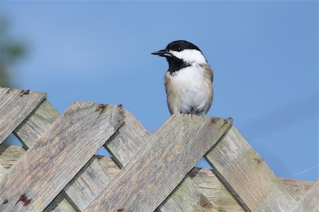 simsearch:400-07327302,k - The Black-capped Chickadee  is a small, common songbird. Their habitat is mixed or deciduous woods in Canada, Alaska and the northern United States. Often found around bird feeders in the winter. Stock Photo - Budget Royalty-Free & Subscription, Code: 400-05269137