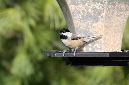 simsearch:400-07327302,k - The Black-capped Chickadee  is a small, common songbird. Their habitat is mixed or deciduous woods in Canada, Alaska and the northern United States. Often found around bird feeders in the winter. Stock Photo - Budget Royalty-Free & Subscription, Code: 400-05269138