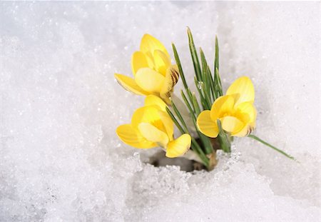 Bouquet of yellow crocuses on snow background; first spring?s flowers Stockbilder - Microstock & Abonnement, Bildnummer: 400-05269152