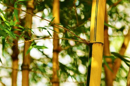 simsearch:400-04736898,k - Bamboo forest background Stock Photo - Budget Royalty-Free & Subscription, Code: 400-05269254