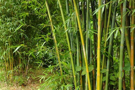 Bamboo forest background Stock Photo - Budget Royalty-Free & Subscription, Code: 400-05269271