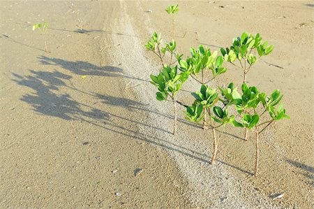 salt marsh - mangrove Stock Photo - Budget Royalty-Free & Subscription, Code: 400-05269324