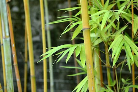 bamboo Stock Photo - Budget Royalty-Free & Subscription, Code: 400-05269348