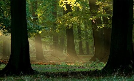 simsearch:400-05195927,k - beech forest with fog and warm sunshine in autumn, fall Stock Photo - Budget Royalty-Free & Subscription, Code: 400-05269497