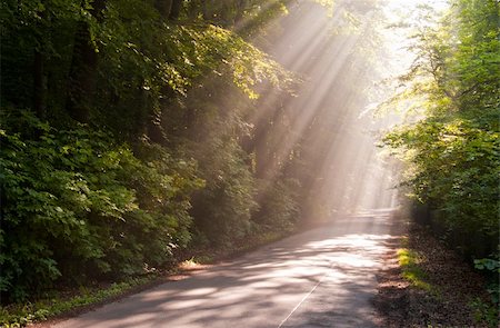 simsearch:400-08035898,k - Sunbeams filters through forest leaves Stock Photo - Budget Royalty-Free & Subscription, Code: 400-05269549