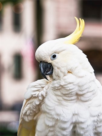 Sulphur-Crested Cockatoo Photographie de stock - Aubaine LD & Abonnement, Code: 400-05269626