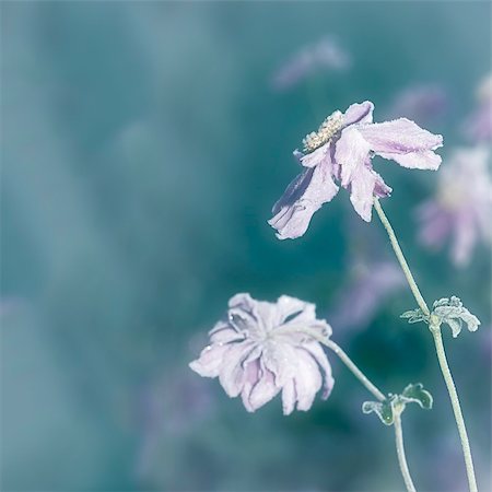 simsearch:400-03947729,k - An image of an autumn icy flower Photographie de stock - Aubaine LD & Abonnement, Code: 400-05269837