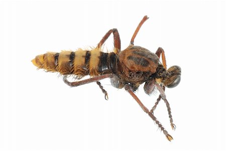 defun (artist) - summer insect horse fly isolated in white background. Fotografie stock - Microstock e Abbonamento, Codice: 400-05260116