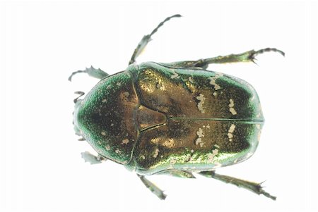 simsearch:400-05235027,k - green insect beetle isolated in white background. Stockbilder - Microstock & Abonnement, Bildnummer: 400-05260120