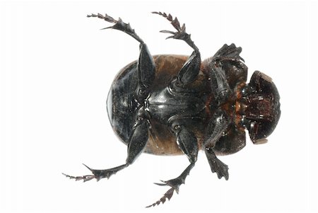 simsearch:400-08222144,k - insect dung beetle isolated in white background. Stockbilder - Microstock & Abonnement, Bildnummer: 400-05260121