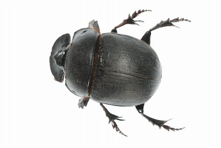 dung beetles feces - insect dung beetle isolated in white background. Stock Photo - Budget Royalty-Free & Subscription, Code: 400-05260122