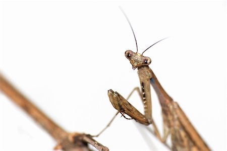 simsearch:400-04824887,k - insect brown mantis bug isolated in white Stock Photo - Budget Royalty-Free & Subscription, Code: 400-05260136