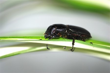 simsearch:400-04725361,k - insect stag beetle bug on grass Fotografie stock - Microstock e Abbonamento, Codice: 400-05260137