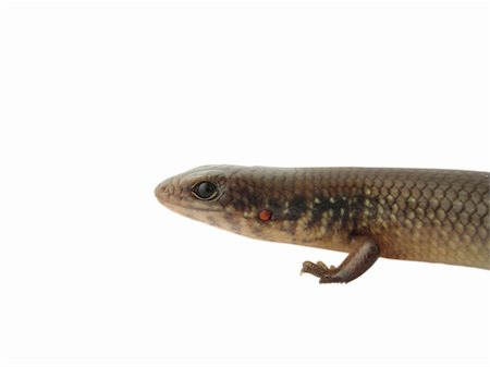simsearch:400-05260189,k - reptile animal lizard(Sphenomorphus indicus) isolated in white Stockbilder - Microstock & Abonnement, Bildnummer: 400-05260138