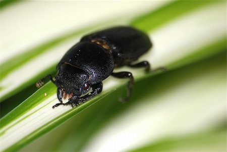 simsearch:400-08222144,k - insect stag beetle bug on grass Stockbilder - Microstock & Abonnement, Bildnummer: 400-05260174