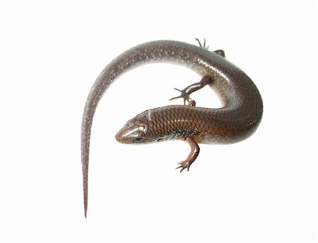 simsearch:400-05260189,k - reptile animal lizard(Sphenomorphus indicus) isolated in white Stockbilder - Microstock & Abonnement, Bildnummer: 400-05260175