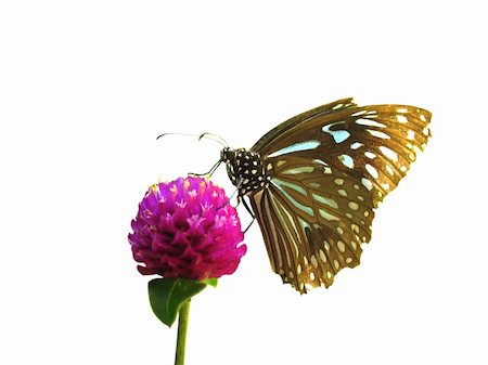 simsearch:400-07674888,k - summer butterfly on flower isolated Fotografie stock - Microstock e Abbonamento, Codice: 400-05260176