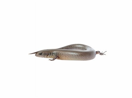 reptile animal lizard(Sphenomorphus indicus) isolated in white Stock Photo - Budget Royalty-Free & Subscription, Code: 400-05260173