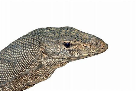 reptile animal monitor lizard in white Stock Photo - Budget Royalty-Free & Subscription, Code: 400-05260185