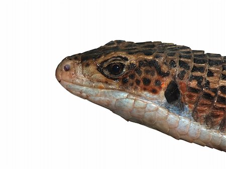 simsearch:400-05260189,k - reptile animal lizard isolated in white Stockbilder - Microstock & Abonnement, Bildnummer: 400-05260188
