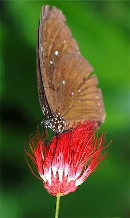 simsearch:400-07674888,k - summer butterfly on flower Fotografie stock - Microstock e Abbonamento, Codice: 400-05260183