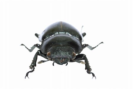 simsearch:400-04725361,k - insect stag beetle bug isolated in white Fotografie stock - Microstock e Abbonamento, Codice: 400-05260204