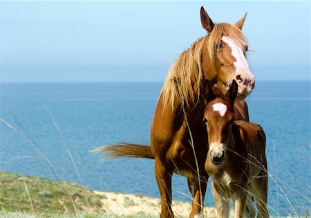 fohlen - Mare and foal  in front of the sea. Crimea. Ukraine Stockbilder - Microstock & Abonnement, Bildnummer: 400-05260514