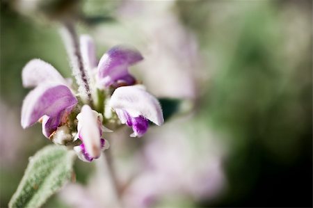 simsearch:622-02757841,k - Detail of Phlomis italica. Ble de frare. Foto de stock - Super Valor sin royalties y Suscripción, Código: 400-05261214