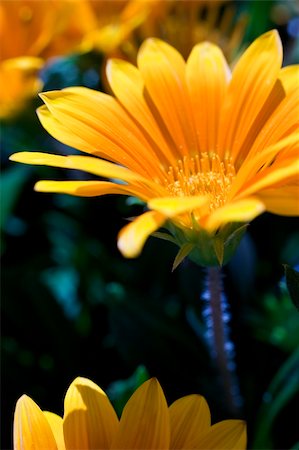 simsearch:622-02757841,k - Detail of Gazania x splendens. Treasure flower. Foto de stock - Super Valor sin royalties y Suscripción, Código: 400-05261210