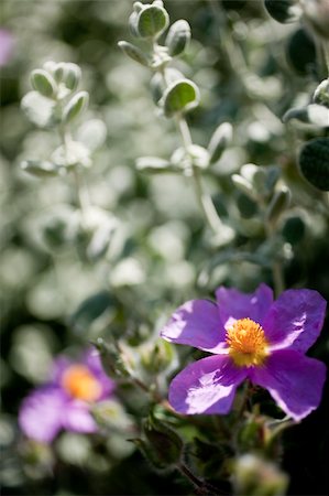 simsearch:622-02757841,k - Detail of Cistus creticus. Rock rose. Foto de stock - Super Valor sin royalties y Suscripción, Código: 400-05261226