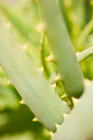 simsearch:622-02757841,k - Detail of Aloe arborescens Foto de stock - Super Valor sin royalties y Suscripción, Código: 400-05261227