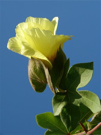 yellow cotton flower against blue sky Photographie de stock - Aubaine LD & Abonnement, Code: 400-05261311