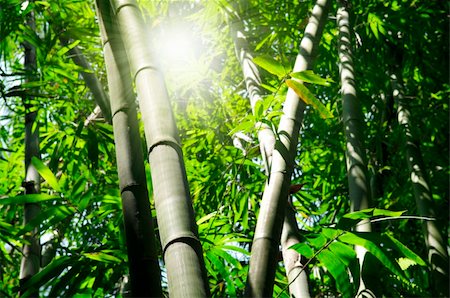 Landscape of Asian Bamboo forest with morning sunbeam. Stock Photo - Budget Royalty-Free & Subscription, Code: 400-05261682
