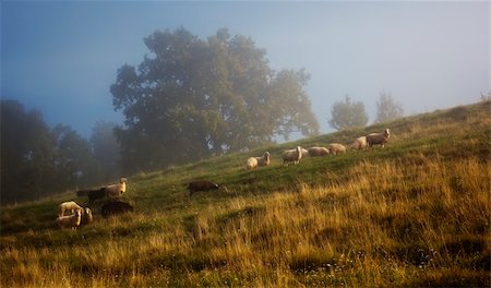simsearch:400-04015327,k - An image of some sheep in the golden light Stock Photo - Budget Royalty-Free & Subscription, Code: 400-05261734