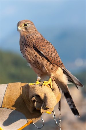 Common Kestrel (Falco tinnunculus) perched on falconer's glove. Photographie de stock - Aubaine LD & Abonnement, Code: 400-05261757