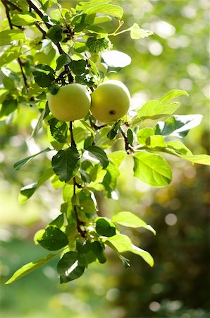 simsearch:400-04904209,k - Green apples on an apple-tree branch in garden Photographie de stock - Aubaine LD & Abonnement, Code: 400-05261908